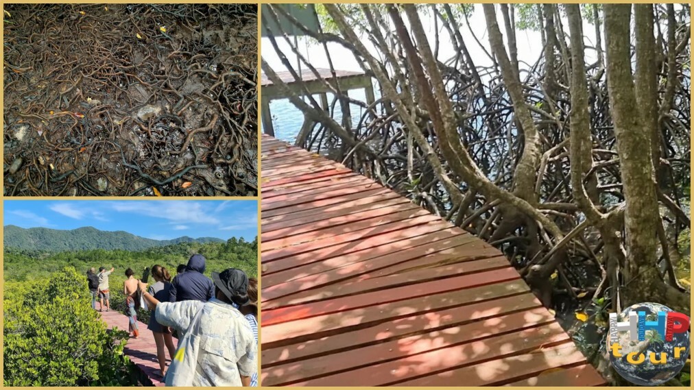 Экскурсия Ко Чанг ВИП. Мангровые заросли острова.